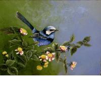 Splendid Fairy Wren